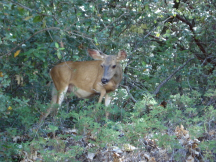 dsc00529